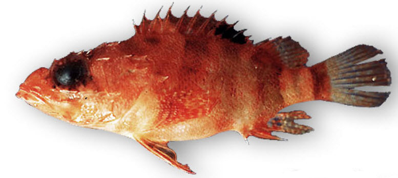 Scorpaenodes arenai_02.jpg